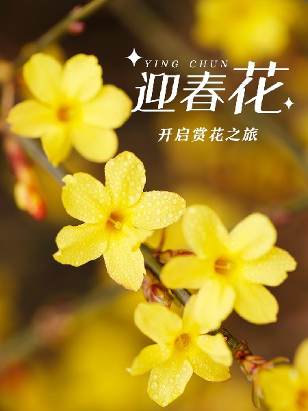 追花指南第二期！京城三月里最撩人的玉蘭觀(guān)賞地