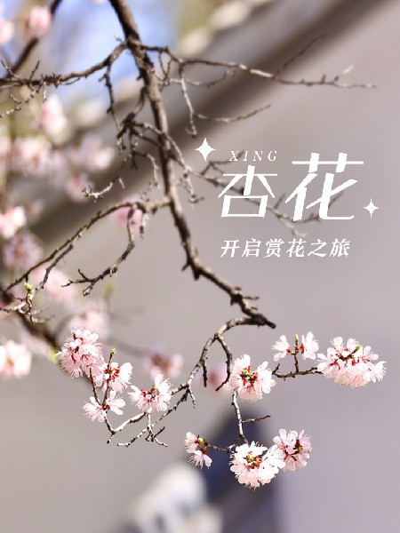 追花指南第六期！杏花雨 楊柳風 北京最美的杏花在這里