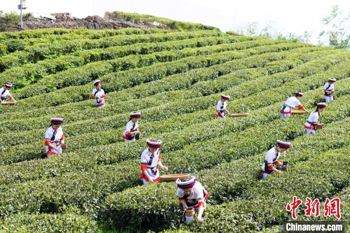 眾多白族村民身著民族服飾走進(jìn)茶園采摘。　楊華峰 攝