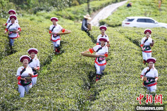 白族村民走進(jìn)茶園采摘?！钊A峰 攝