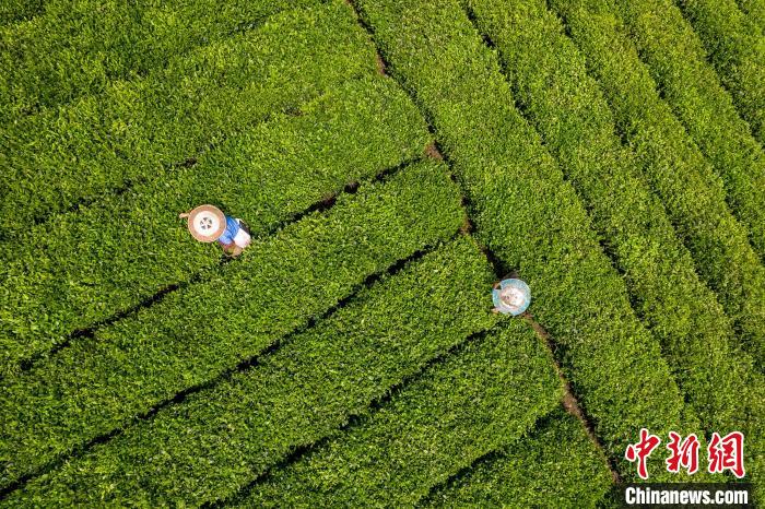 茶農(nóng)正在采摘新鮮茶葉。　唐哲 攝