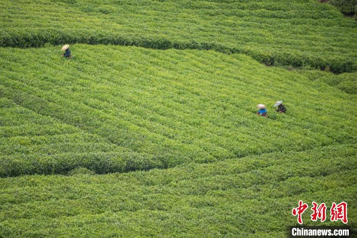 茶農(nóng)采摘谷雨茶。　唐哲 攝
