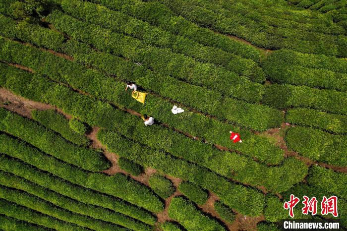 茶農(nóng)正在采摘新鮮茶葉?！√普?攝