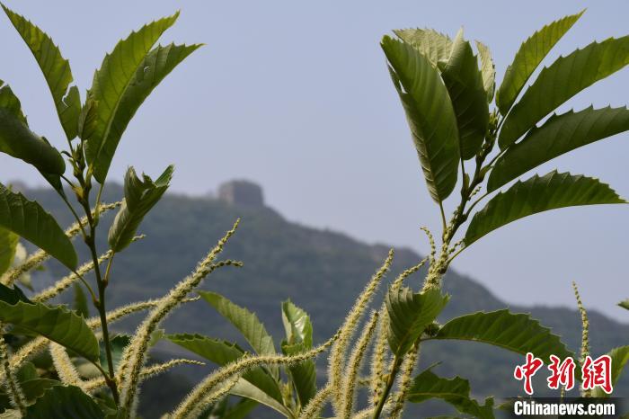 長城腳下，“栗”花盛開?！『略破?攝