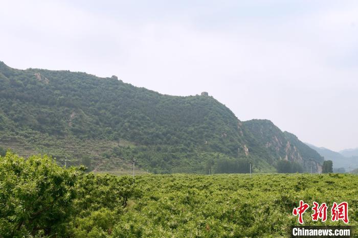 長城腳下萬畝栗花綻放，散發(fā)出淡淡清香。　郝云崎 攝