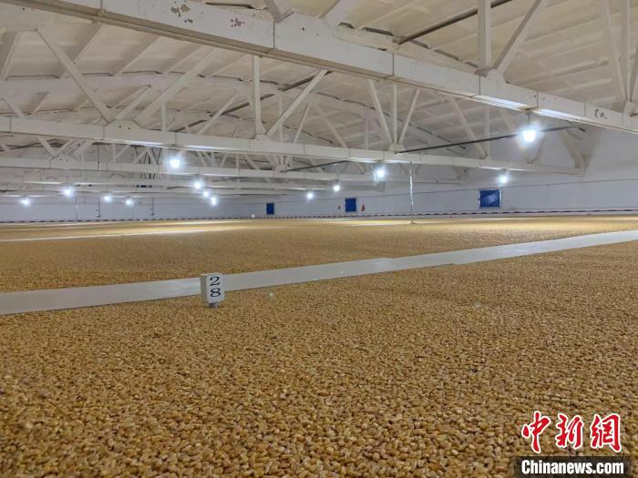 倉內(nèi)清涼干爽、遍地金黃，上千平方米的糧食盡收眼底?！⊥趸萘?攝