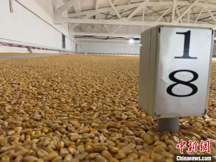 數(shù)千噸的小麥、玉米如同一塊塊被“切平”的巨型蛋糕“鑲嵌”在地面上?！⊥趸萘?攝