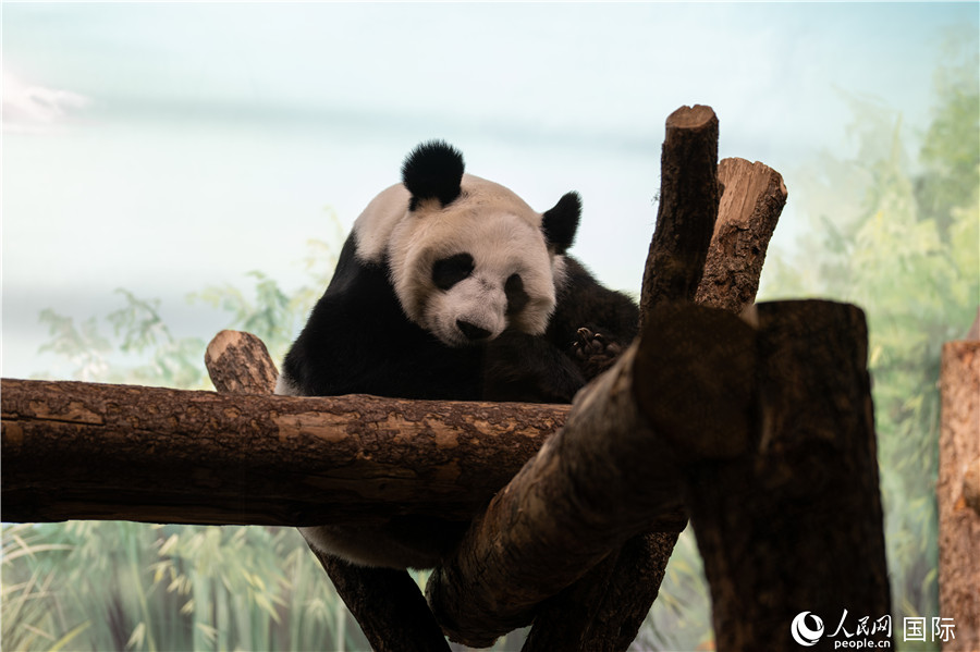無(wú)比可愛(ài)的大熊貓“丁丁”。人民網(wǎng)記者 翁奇羽攝