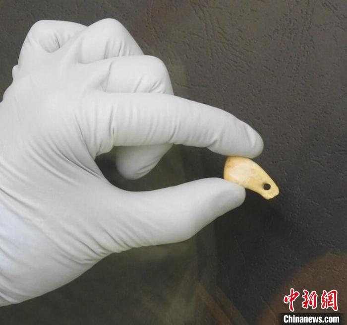 打孔鹿牙墜飾提取DNA后(圖片來自馬克斯·普朗克演化人類學(xué)研究所)?！∈┢樟指瘛ぷ匀?供圖