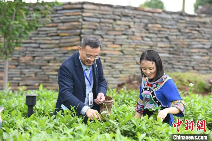 東盟國家媒體記者在辰龍關(guān)茶園采茶?！钊A峰 攝