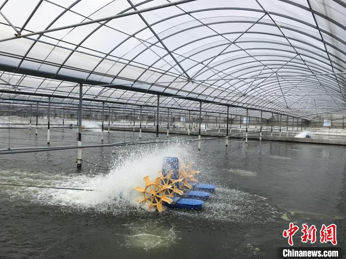南美白對蝦養(yǎng)殖基地。　象山蝦蟹科技小院供圖