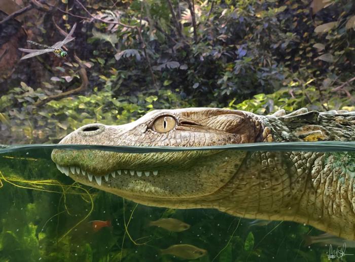Alligator munensis藝術復原圖(圖片來自Márton Szabó)。　施普林格·自然 供圖