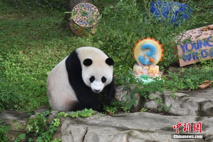 當(dāng)?shù)貢r(shí)間8月21日，旅美大熊貓幼崽“小奇跡”迎來3周歲生日。華盛頓國(guó)家動(dòng)物園給“小奇跡”舉辦了“生日派對(duì)”，眾多游客前來給“小奇跡”慶生。<a target='_blank' href='/'><p  align=