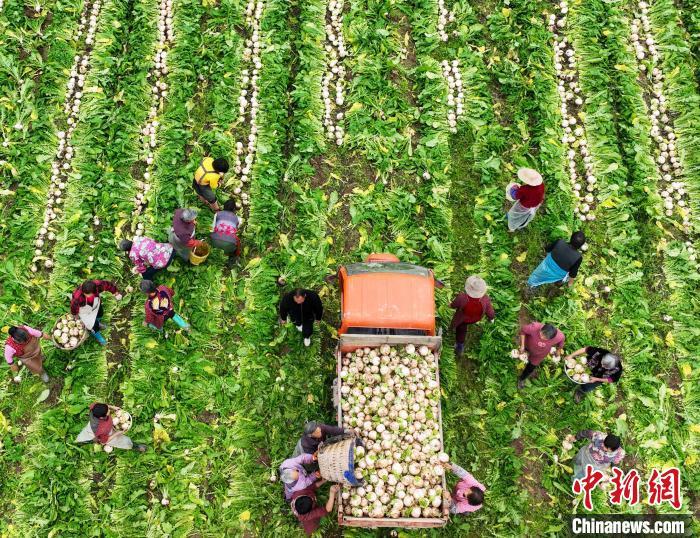資料圖：村民在采收白蘿卜。劉永紅 攝