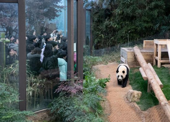 2月20日，韓國民眾在韓國愛寶樂園參觀大熊貓“福寶”。新華社記者姚琪琳攝