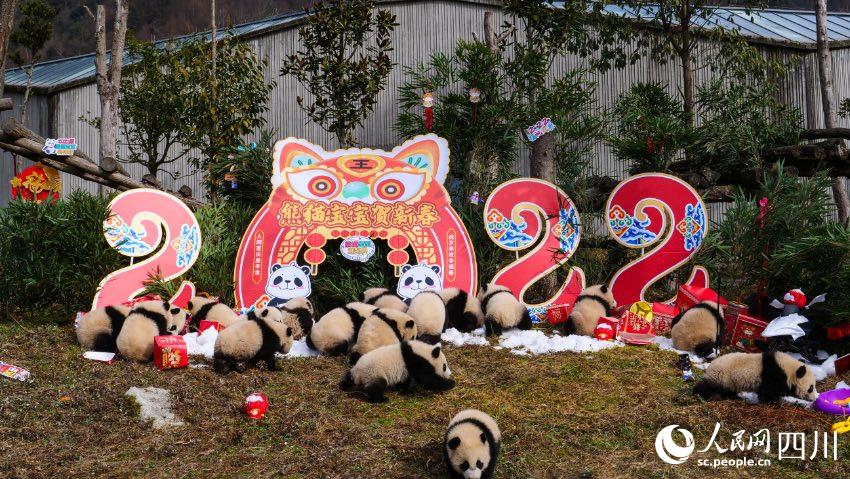 熊貓寶寶賀新春、迎冬奧。李傳有攝