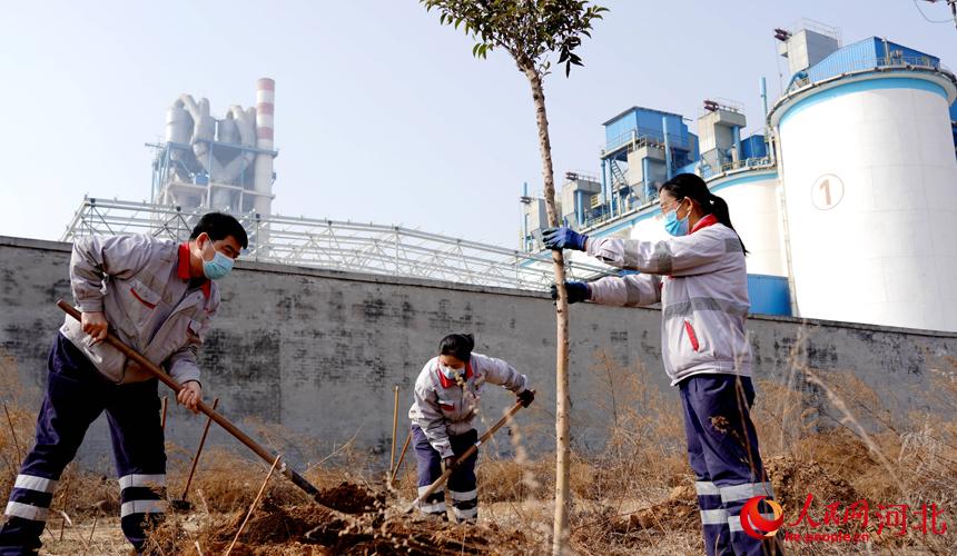邢臺(tái)金隅職工在石邢公路沿線植樹(shù)。 宋繼昌攝