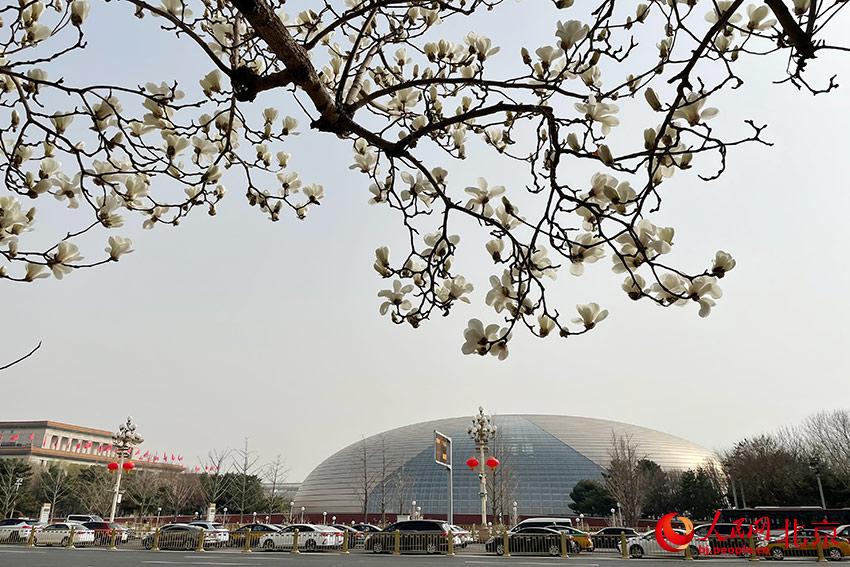 長安街畔玉蘭綻放。人民網(wǎng) 尹星云攝