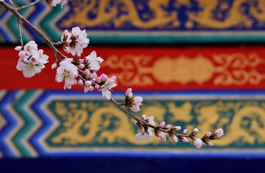 “云”賞桃花相映紅。紅橋區(qū)委宣傳部供圖