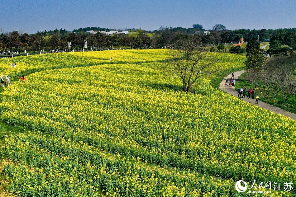 高淳區(qū)椏溪國際慢城桃花扇廣場油菜花田。劉列攝