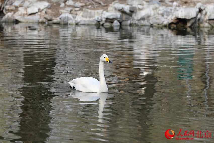 北京動物園水禽湖上，水鳥游弋其中，傳遞春的消息。人民網(wǎng) 尹星云攝