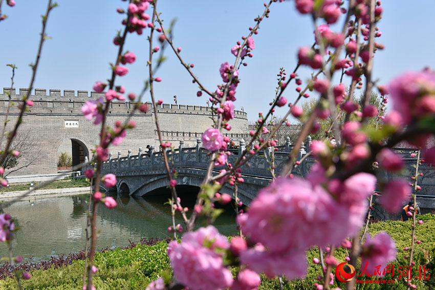 古城花開春意濃。 人民網(wǎng) 朱鵬濤攝