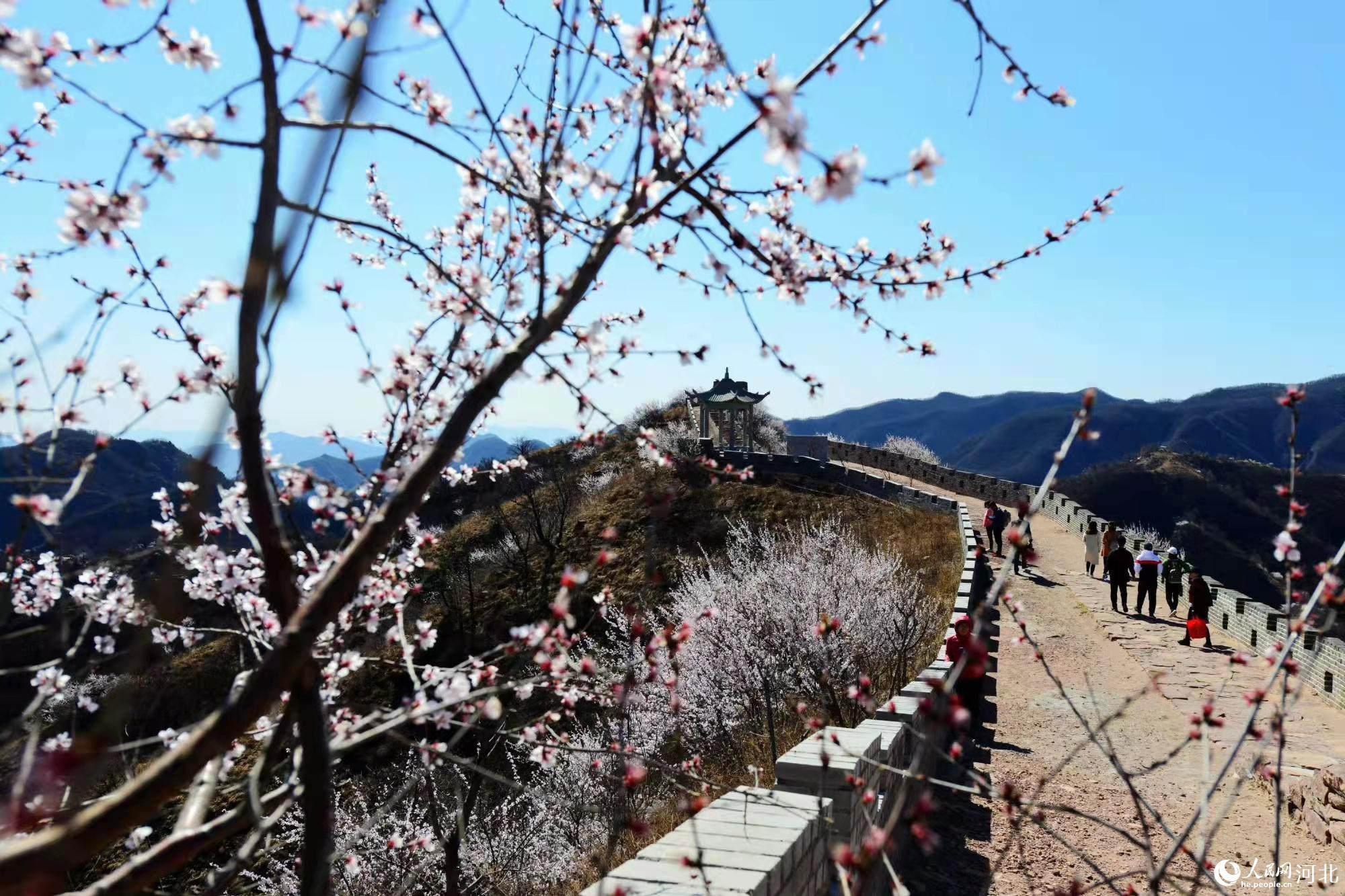 邢臺九龍峽景區(qū)鮮花盛開。 馬健攝