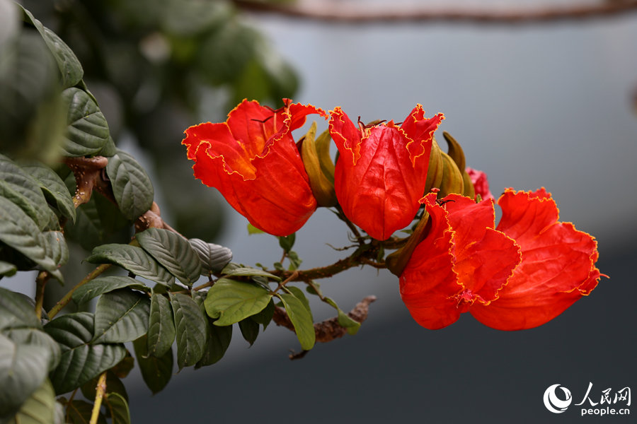 火焰木花朵呈紅色或橙紅色。人民網(wǎng) 陳博攝