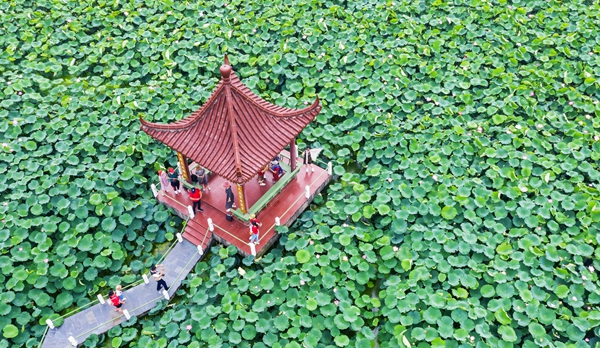 圖為金湖萬畝荷花蕩。陳義寶攝