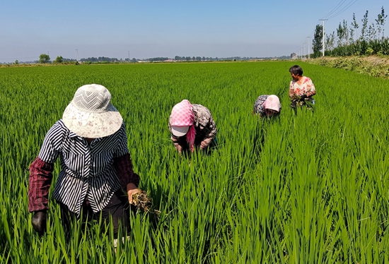 7月15日，農(nóng)民在河北省玉田縣石臼窩鎮(zhèn)王家樓村稻田勞作。 張仁杰攝