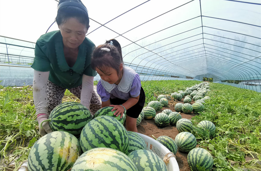 在北辰區(qū)雙街鎮(zhèn)的西瓜種植基地內(nèi)，種植農(nóng)戶們正忙著采收。陳立興攝