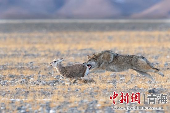圖為獲獎(jiǎng)作品。同海元供圖