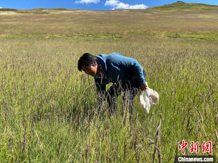 圖為多智正在自家牧場中撿垃圾。　李江寧 攝