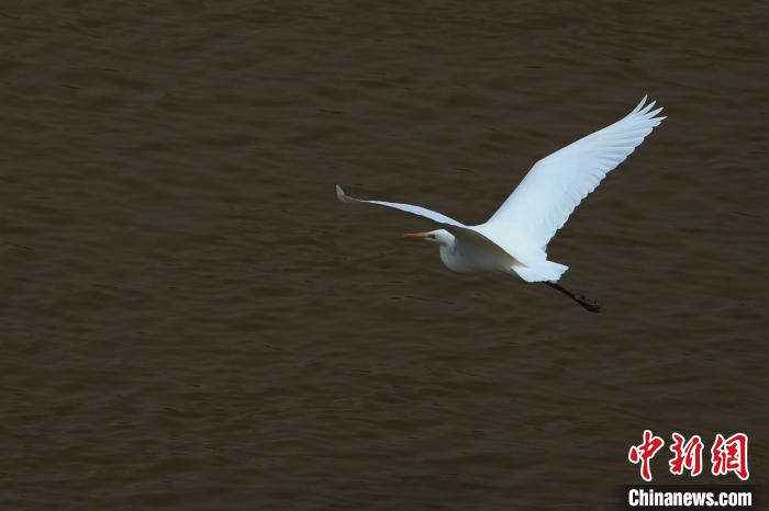 青?！澳赣H河”湟水水質(zhì)改善引鷺鳥(niǎo)嬉戲