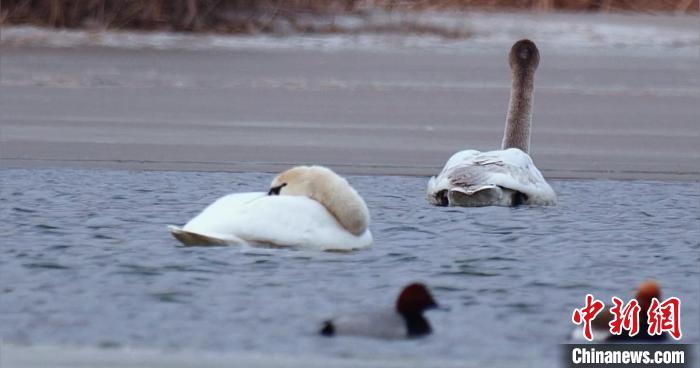 圖為疣鼻天鵝水面休憩。　青海國(guó)家公園觀(guān)鳥(niǎo)協(xié)會(huì)供圖 攝