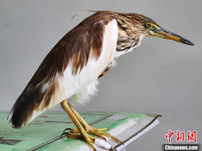 圖為被救助的國家一級重點保護(hù)動物池鷺。　柳澤田 攝