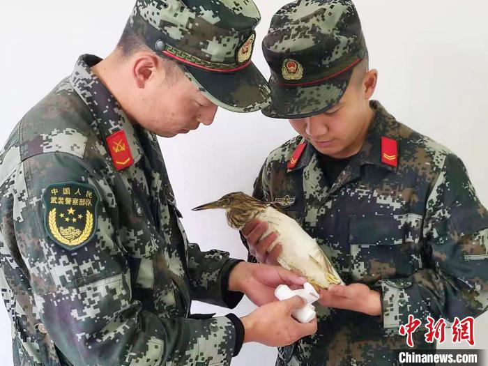 圖為武警官兵正在為國家一級重點保護(hù)動物池鷺包扎?！×鴿商?攝