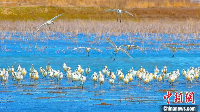 沿海濕地，鳥(niǎo)類(lèi)天堂?！←}城市委宣傳部供圖
