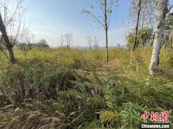 發(fā)現(xiàn)的加拿大一枝黃花?！畈?攝