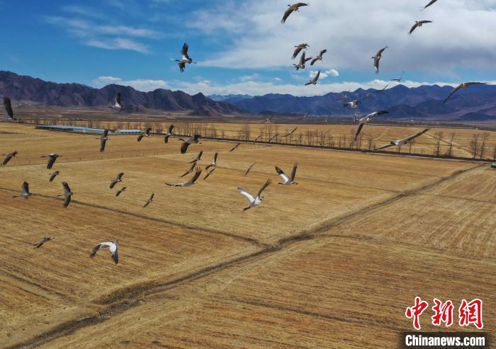 圖為黑頸鶴在拉薩市林周縣境內(nèi)飛翔?！∝暩聛硭?攝