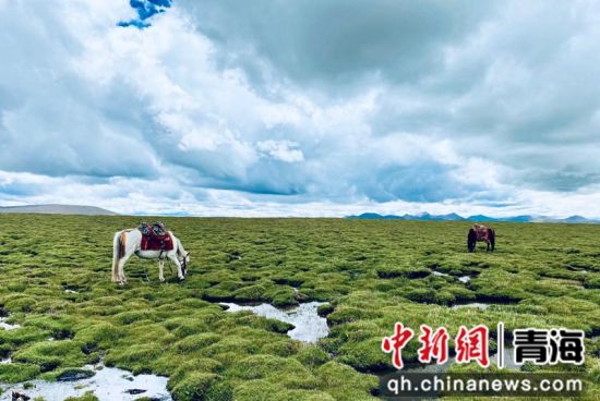 圖為長江南源沼澤濕地。李江寧攝