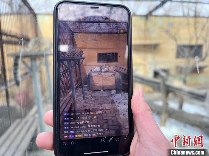 圖為雪豹“奶爸”史壽軍正在直播?！●R銘言 攝