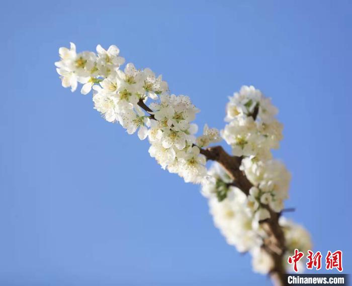 李花盛開(kāi)?！『吻搴?攝