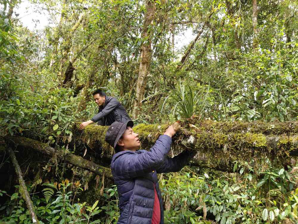 蘭花歸野。圖片由山水自然保護(hù)中心提供