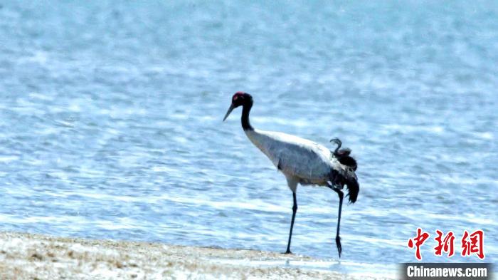 圖為黑頸鶴在青海湖畔散步?！《砣詹囟?攝