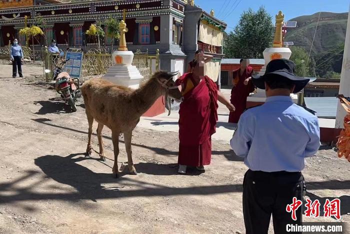 青海警方成功救助國家一級保護(hù)動(dòng)物白唇鹿