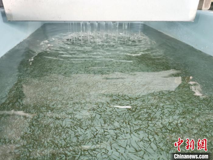 圖為正在育苗。　張?zhí)砀?攝