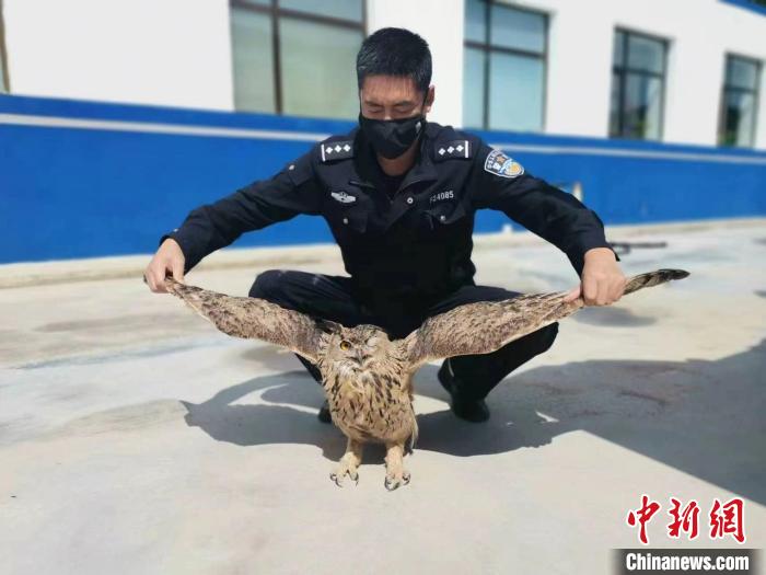 青?；ブ衤?lián)手救助國家二級保護野生動物雕鸮
