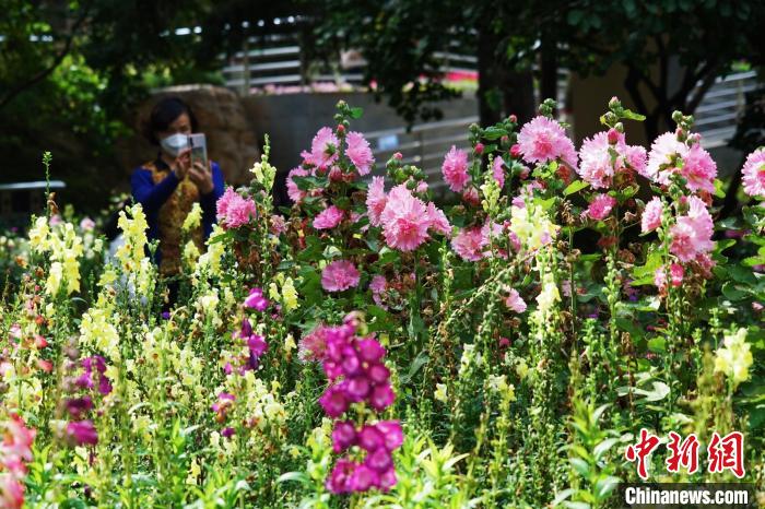 圖為市民在西寧園林植物園內(nèi)賞花拍照。　馬銘言 攝