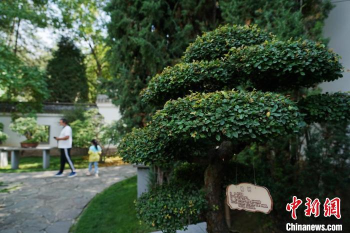 圖為在西寧園林植物園內(nèi)，造型奇特的盆景吸引市民?！●R銘言 攝